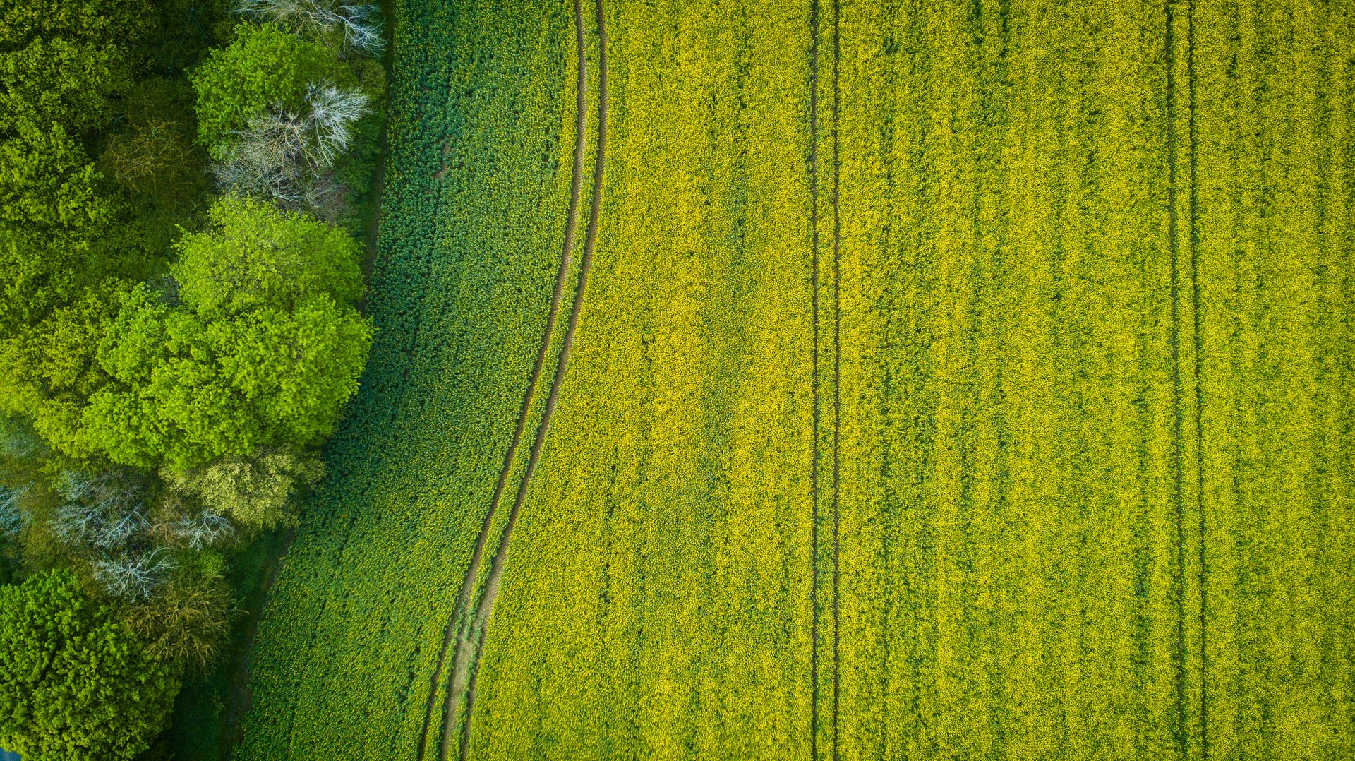 Flache, weite Agrarlandschaft im Münsterland aus der Vogelperspektive
